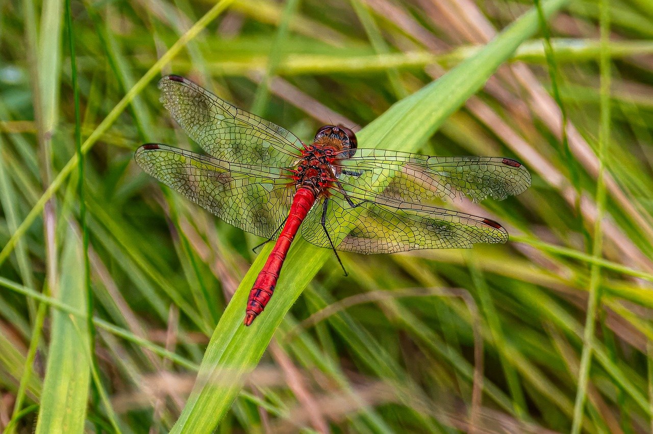 Backyard Biodiversity: Creating a Wildlife-Friendly Garden